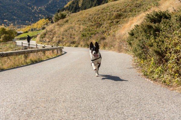 Dog runs on hot road