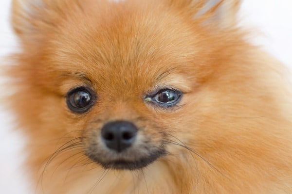 Dog teary eye conjunctivitis