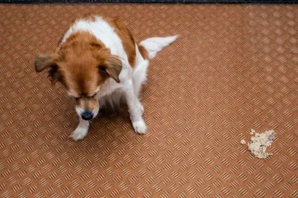 Dog Vomit Smells Like Poop: Solve This Smelly Problem
