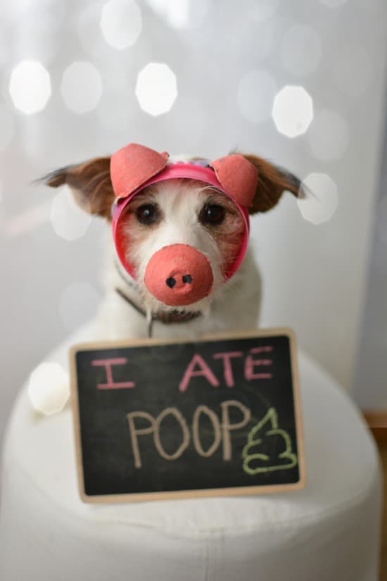 Dog with text i ate poop