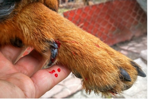 Dog S Paw Cut Between Its Toes 8 Steps To Recovery