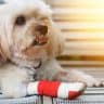 dogs front leg wrap bandage