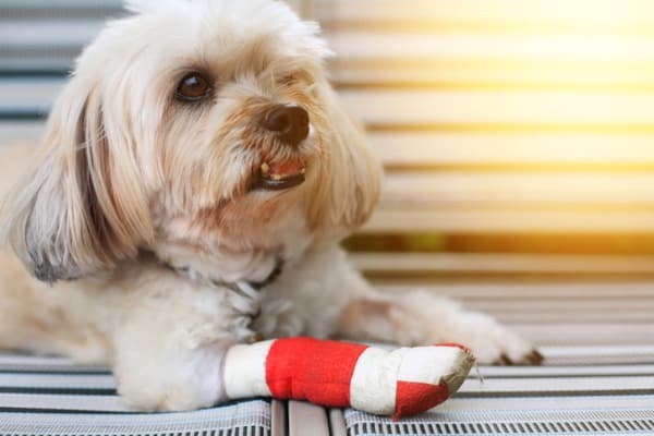 bandaging dog paw