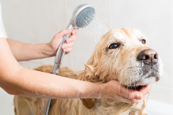 Gold retreiver bath