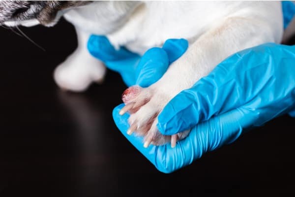 possible skin cancer on dog paw