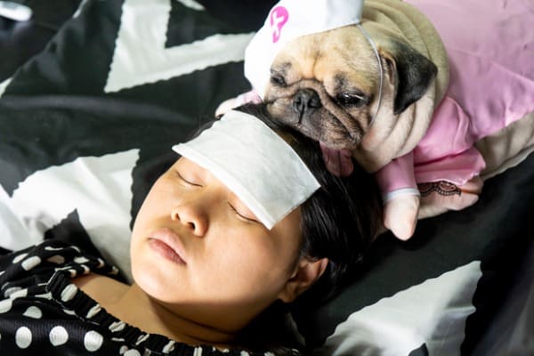 Pug sleeps woman's head