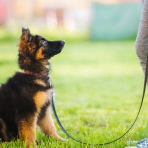 Puppy looks up waiting at owner