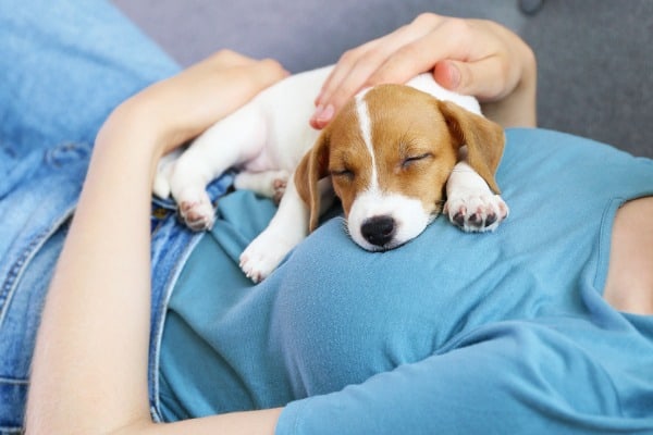 Puppy sleep on top