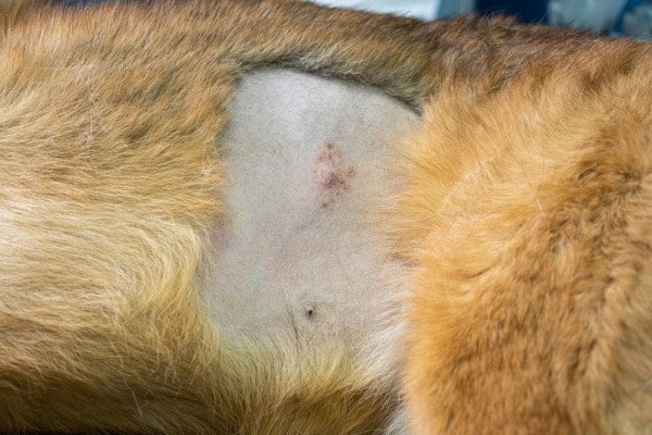 Surgical area of a dog with abscesses