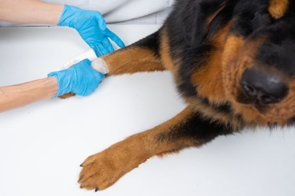 Vet bandages wound on dogs paw