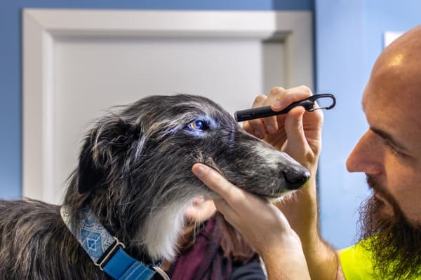 Veterinary scan eye of greyhound