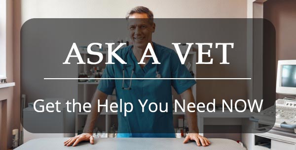 Chat with a vet live now