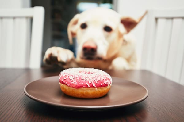 Dog about to eat donut