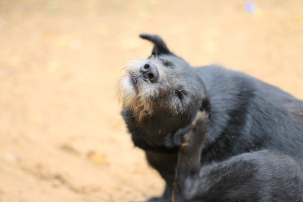 Dog scratching ear