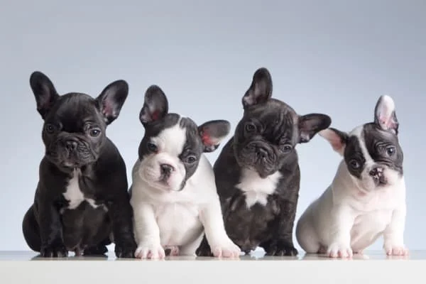 French-bulldog-puppy-colors