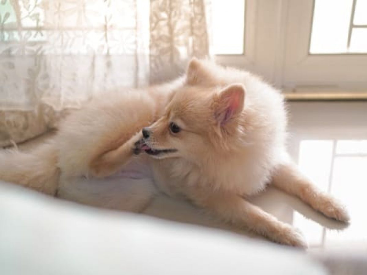 dog scratching muzzle