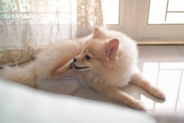 My Dog Keeps Scratching Its Mouth: 4 Common Causes and What to Do