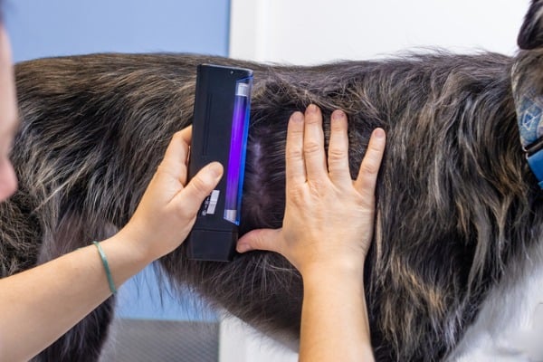 Vet exploring dog skin with wood lamp