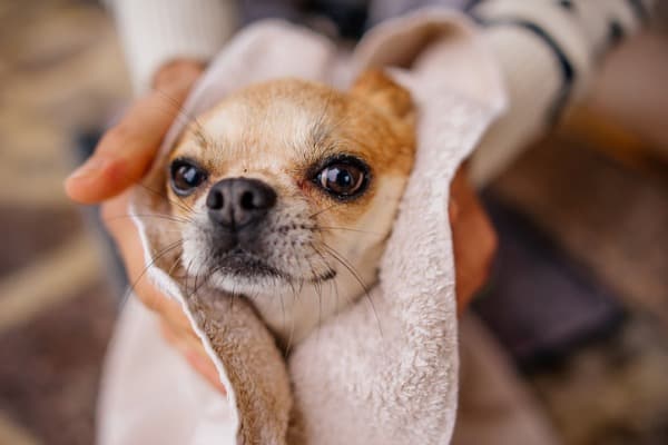 Caring for sick dog