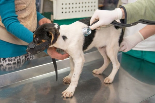 Vet listens to sick dog's lungs