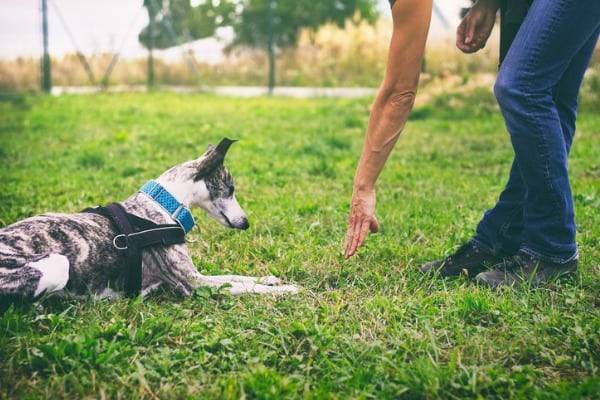 Woman-dog-trainer