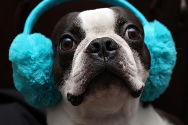 Earmuffs for dogs