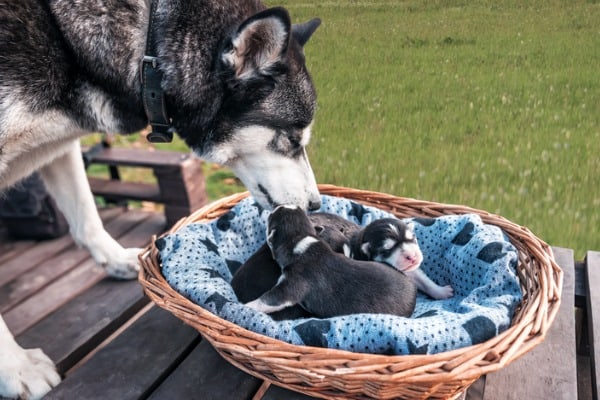 Mother protecting puppies