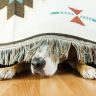 Dog scare of fireworks and hiding under bed