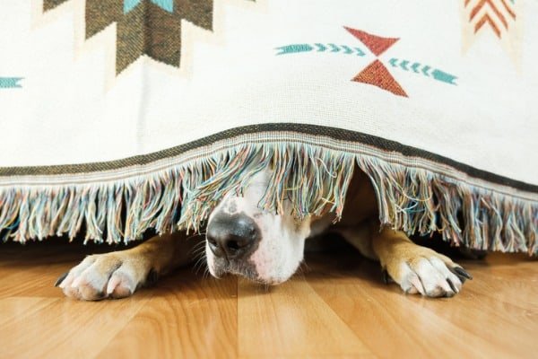 Dog scare of fireworks and hiding under bed