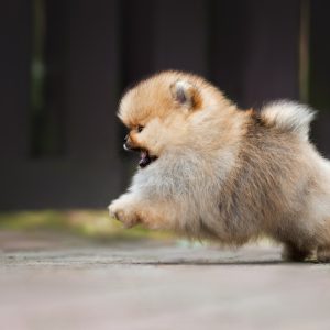 Teacup pomeranian