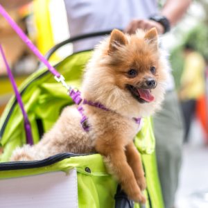 Teacup pomeranian