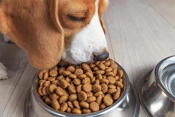 stuffed animals eating dog food