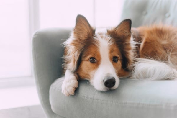 Dog lying on the couch