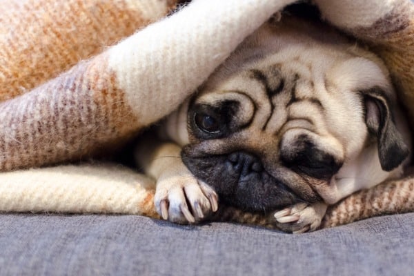 Is Your Dog Dry Heaving? Check These Signs to Rule out Serious Issues