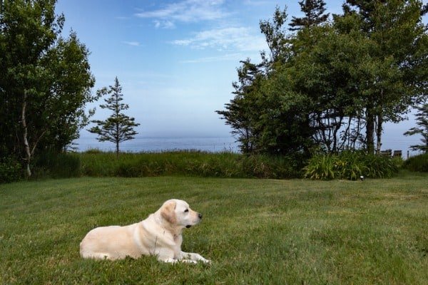 Buried-wireless-dog-fence