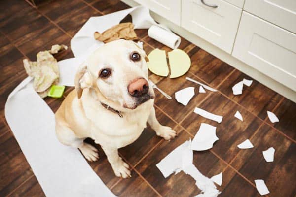 Common dog behaviors