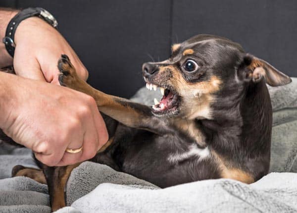 Common dog behaviors