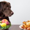 Diet for Dog