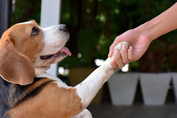 beagle-dogs-give-hands-to-people-picture-id1164933752