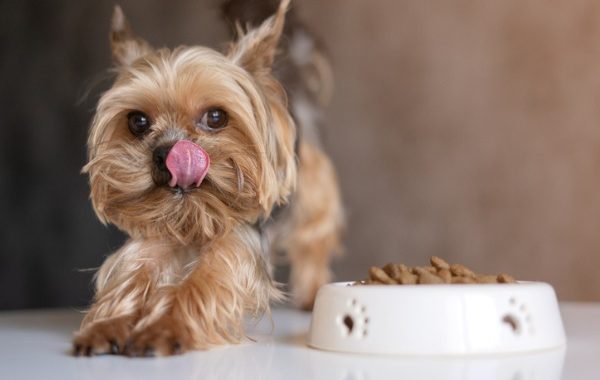 Dog enjoying premium dog food