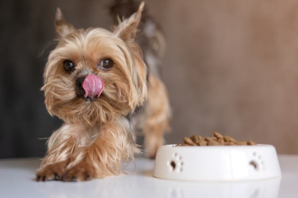 Dog yorkshire terrier with a bowl of food eating food