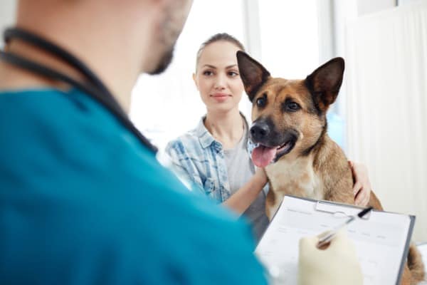 Visiting-veterinarian