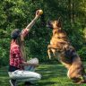 Dog jump for ball friendship with