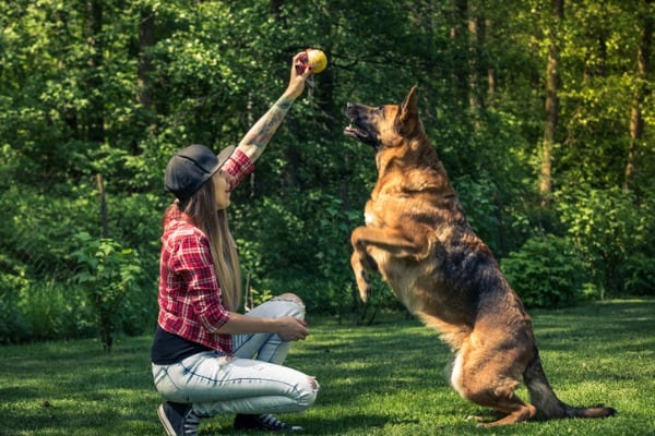 Dog jump for ball friendship with