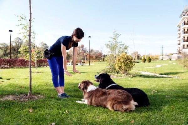 Two dogs laying obey