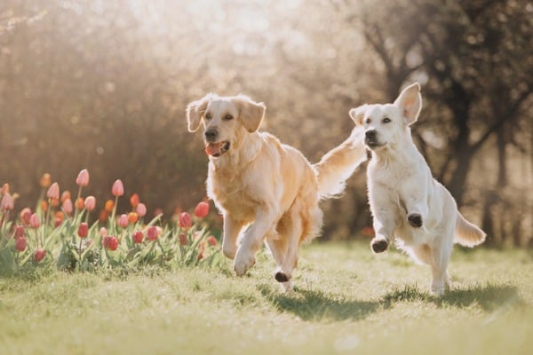 Two golden retriever dogs running after each other