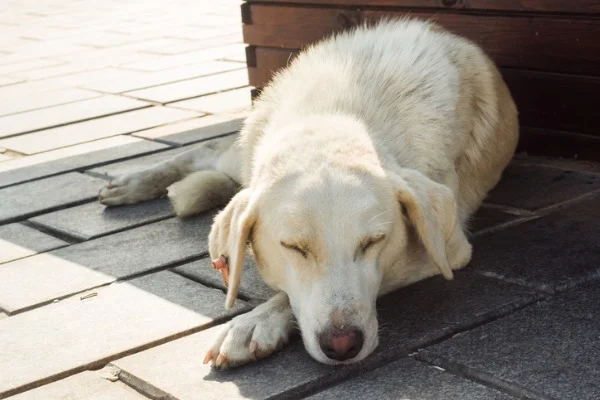 Aging-dog-sleeping-outside