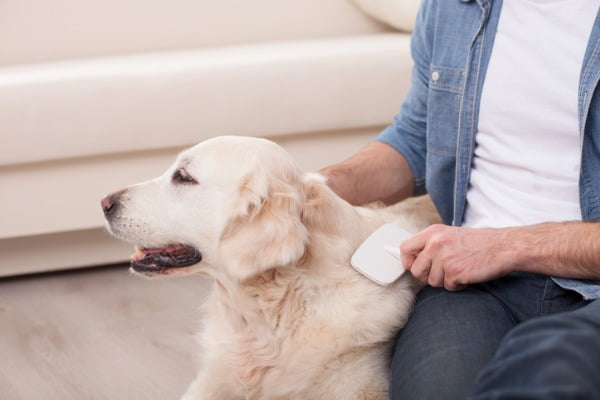 Brushing dog's fur