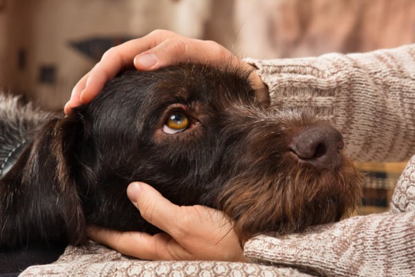 Cuddling smelly dog