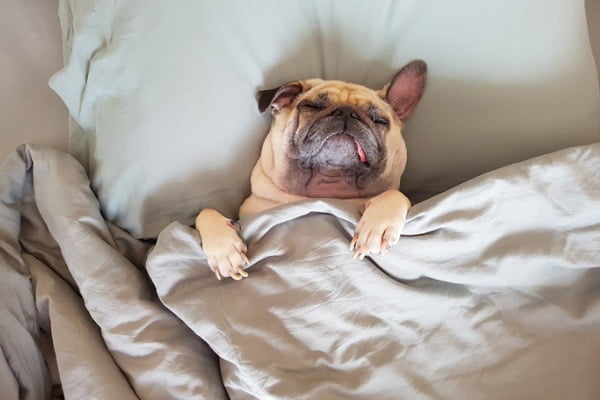 can dogs accidentally poop in their sleep